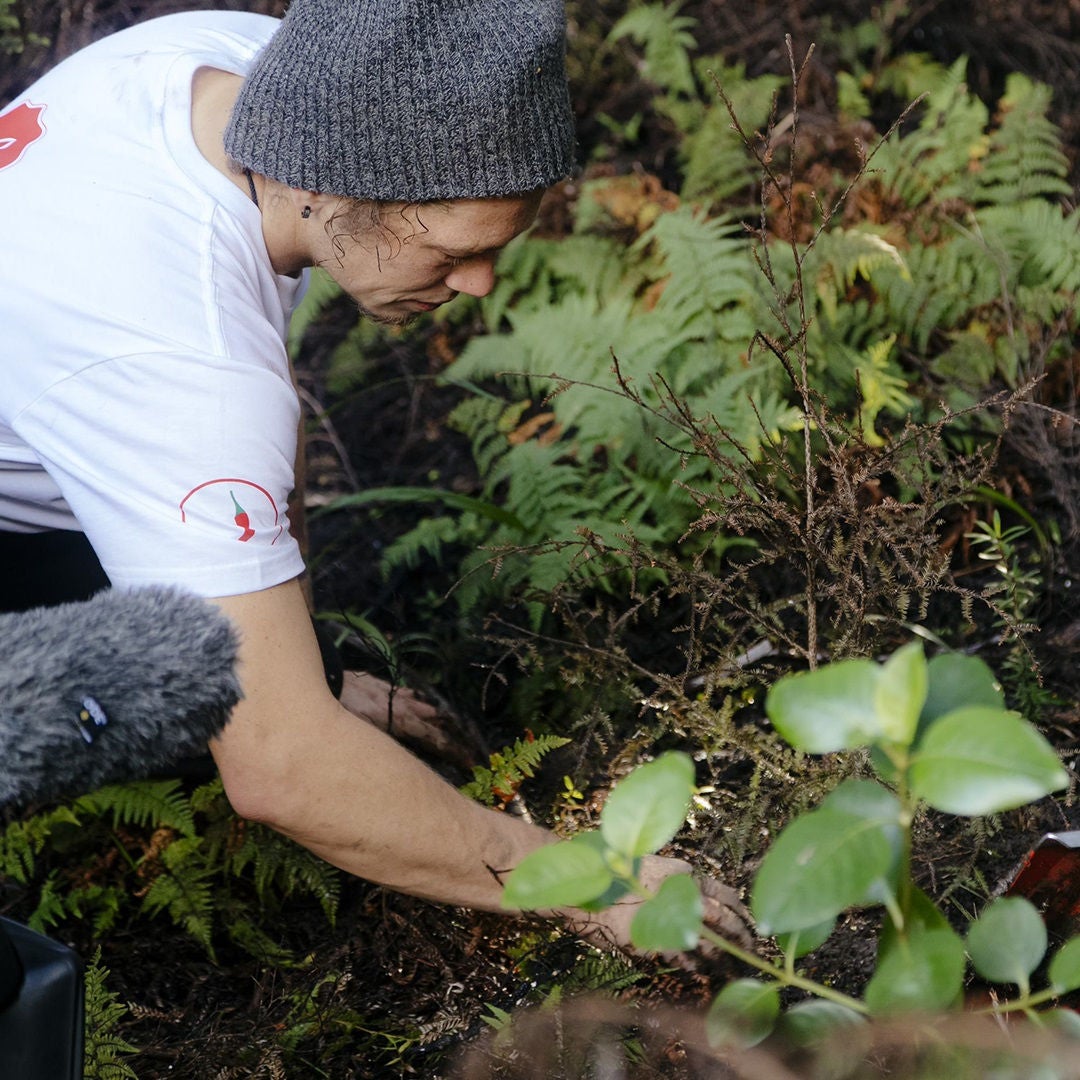 Pepper Money Social Responsibility - Plant trees